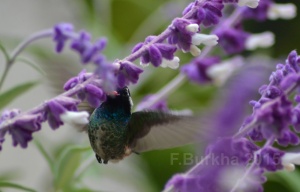 colibri Hylocharis leucotis - casa F-Burkha augosto-2015 02